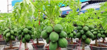 Bonsai Fruit Dwarf Papaya Miniature Pawpaw 50 PCS Seeds