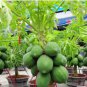 Bonsai Fruit Dwarf Papaya Miniature Pawpaw 50 PCS Seeds