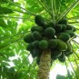 Bonsai Fruit Dwarf Papaya Miniature Pawpaw 50 PCS Seeds