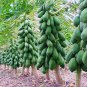 Bonsai Fruit Dwarf Papaya Miniature Pawpaw 50 PCS Seeds