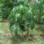 Bonsai Fruit Dwarf Papaya Miniature Pawpaw 50 PCS Seeds