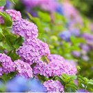 Bonsai Garden Hydrangea Flowers Perennial Little Tree Flower 100 PCS Seeds Bonsai Garden Hydrangea Flowers Perennial Little Tree Flower 100 PCS Seeds