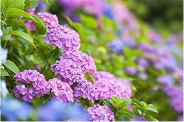 Bonsai Garden Hydrangea Flowers Perennial Little Tree Flower 100 PCS Seeds