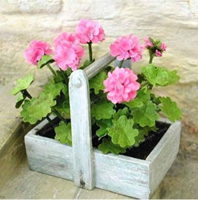 Bonsai Geranium Perennial Bonsai Flower Plantas Pelargonium Peltatum 30 ...