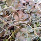 Bonsai Green Orostachys Boehmeri Flower Pots Planters Succulent Plants 100 PCS Seeds