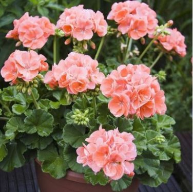 Bonsai Geranium,Perennial Bonsai Flower Plantas Pelargonium Peltatum 30 PCS Seeds