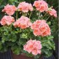 Bonsai Geranium,Perennial Bonsai Flower Plantas Pelargonium Peltatum 30 PCS Seeds