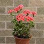 Bonsai Geranium,Perennial Bonsai Flower Plantas Pelargonium Peltatum 30 PCS Seeds