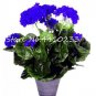 Bonsai Geranium,Perennial Bonsai Flower Plantas Pelargonium Peltatum 30 PCS Seeds