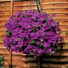 Bonsai Hanging Petunia Garden Petunia Mixed Color 200 PCS Seeds