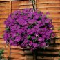 Bonsai Hanging Petunia Garden Petunia Mixed Color 200 PCS Seeds