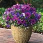 Bonsai Hanging Petunia Garden Petunia Mixed Color 200 PCS Seeds