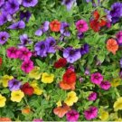 Bonsai Hanging Petunia Garden Petunia Mixed Color Potted Perennial Flower 200 PCS Seeds Bonsai Hanging Petunia Garden Petunia Mixed Color Potted Perennial Flower 200 PCS Seeds