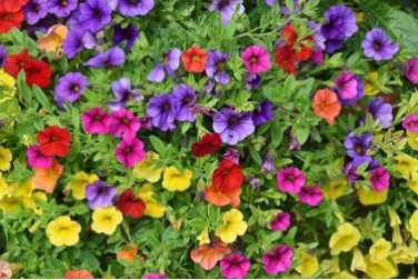Bonsai Hanging Petunia Garden Petunia Mixed Color Potted Perennial Flower 200 PCS Seeds