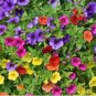Bonsai Hanging Petunia Garden Petunia Mixed Color Potted Perennial Flower 200 PCS Seeds
