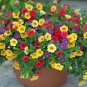 Bonsai Hanging Petunia Garden Petunia Mixed Color Potted Perennial Flower 200 PCS Seeds