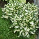 Bonsai Hosta Mixed Bonsai Jardin Perennials Lily Flower 100 PCS Seeds Bonsai Hosta Mixed Bonsai Jardin Perennials Lily Flower 100 PCS Seeds