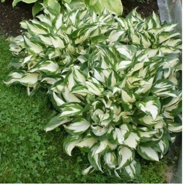 Bonsai Hosta Mixed Bonsai Jardin Perennials Lily Flower 100 PCS Seeds