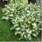 Bonsai Hosta Mixed Bonsai Jardin Perennials Lily Flower 100 PCS Seeds