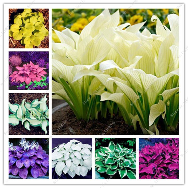 Bonsai Hosta Mixed Bonsai Jardin Perennials Lily Flower 100 PCS Seeds