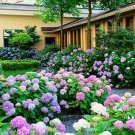 Bonsai Hydrangea Mixed Climbing Hydrangea Plants Flowers Garden 50 PCS Seeds