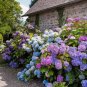 Bonsai Hydrangea Mixed Climbing Hydrangea Plants Flowers Garden 50 PCS Seeds