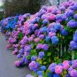 Bonsai Hydrangea Mixed Climbing Hydrangea Plants Flowers Garden 50 PCS Seeds