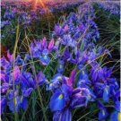 Bonsai Iris Flower Plants Flores para jardim Semenata of Flowers Perennial 100 PCS Seeds