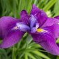 Bonsai Iris Flower Plants Flores para jardim Semenata of Flowers Perennial 100 PCS Seeds