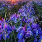 Bonsai Iris Flower Plants Flores para jardim Semenata of Flowers Perennial 100 PCS Seeds