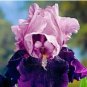 Bonsai Iris Flower Plants Flores para jardim Semenata of Flowers Perennial 100 PCS Seeds