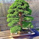 Bonsai Japanese Red Cedar Cryptomeria Japonica 30 PCS Seeds