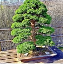Bonsai Japanese Red Cedar Cryptomeria Japonica 30 PCS Seeds