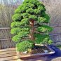 Bonsai Japanese Red Cedar Cryptomeria Japonica 30 PCS Seeds