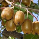 Bonsai Kiwi Fruit 100 PCS Seeds Bonsai Kiwi Fruit 100 PCS Seeds