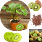 Bonsai Kiwi Fruit 100 PCS Seeds
