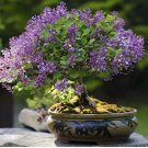 Bonsai Lilac Bonsai Japanese Lilac 100 PCS Seeds Bonsai Lilac Bonsai Japanese Lilac 100 PCS Seeds