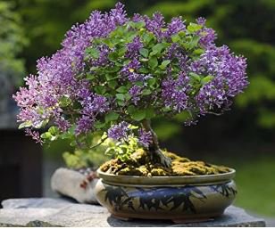 Bonsai Lilac Bonsai Japanese Lilac 100 PCS Seeds