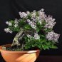 Bonsai Lilac Bonsai Japanese Lilac 100 PCS Seeds