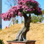 Bonsai Lilac Bonsai Japanese Lilac 100 PCS Seeds