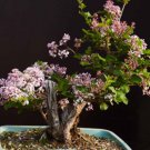 Bonsai Lilac Flower Syringa Vulgaris Sensation Bonsai Lilac Flower 200 PCS Seeds Bonsai Lilac Flower Syringa Vulgaris Sensation Bonsai Lilac Flower 200 PCS Seeds