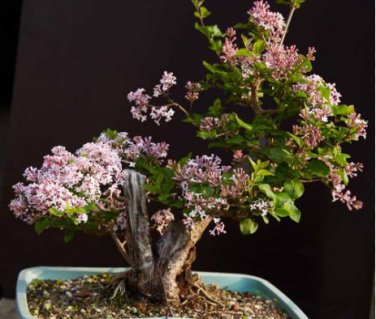Bonsai Lilac Flower Syringa Vulgaris Sensation Bonsai Lilac Flower 200 PCS Seeds