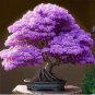 Bonsai Lilac Plant Japanese Lilac 50 PCS Seeds