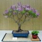 Bonsai Lilac Plant Japanese Lilac 50 PCS Seeds
