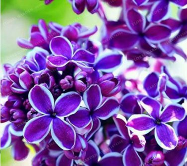 Bonsai Lilac Plant Japanese Lilac (Extremely Fragrant) 50 PCS Seeds