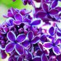 Bonsai Lilac Plant Japanese Lilac (Extremely Fragrant) 50 PCS Seeds