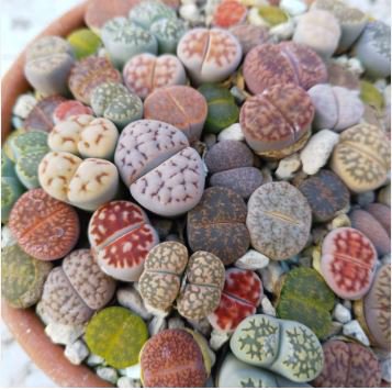 Bonsai Lithops Plants Mix Varieties Succulent Plant Living Stone Bonsai 100 PCS Seeds