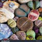 Bonsai Lithops Plants Mix Varieties Succulent Plant Living Stone Bonsai 100 PCS Seeds