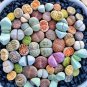 Bonsai Lithops Plants Mix Varieties Succulent Plant Living Stone Bonsai 100 PCS Seeds