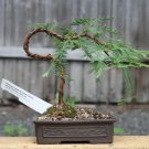 Bonsai Metasequoia Dawn Redwood Evergreen Ornamental Plants 50 PCS Seeds